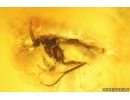 Caddisfly Trichoptera, Spider Araneae and More. Fossil inclusions in Baltic amber #15047