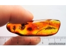 Caddisfly Trichoptera, Spider Araneae and More. Fossil inclusions in Baltic amber #15047