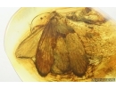 Nice Caddisfly Trichoptera. Fossil insect Baltic amber #15048
