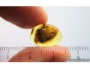 Nice Caddisfly Trichoptera. Fossil insect Baltic amber #15048