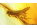Caddisfly Trichoptera with Mite Acari! Fossil inclusions Baltic amber #15049