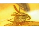 Caddisfly Trichoptera with Mite Acari! Fossil inclusions Baltic amber #15049