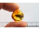 Nice Big 12mm Caddisfly Trichoptera. Fossil insect Baltic amber #15050