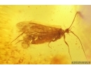 Nice Caddisfly Trichoptera. Fossil insect Baltic amber #15051