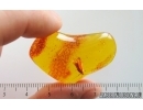 Nice Caddisfly Trichoptera. Fossil insect Baltic amber #15051