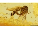 Nice Fungus gnat Keroplatidae. Fossil inclusion Baltic amber Stone #15054