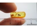 Nice Fungus gnat Keroplatidae. Fossil inclusion Baltic amber Stone #15054