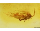 Silverfish Lepismatidae. Fossil inclusion in Baltic amber stone #15055