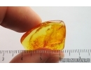 Silverfish Lepismatidae. Fossil inclusion in Baltic amber stone #15055