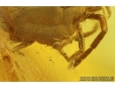 Action! Small Mite on Big Mite Acari. Fossil inclusions Baltic amber #15056