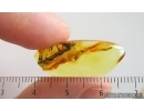 Action! Small Mite on Big Mite Acari. Fossil inclusions Baltic amber #15056