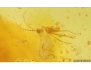 Cricket Orthoptera, Air bubbles with water and More. Fossil inclusions Ukrainian Rovno amber #15057R