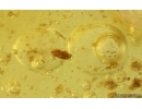 Cricket Orthoptera, Air bubbles with water and More. Fossil inclusions Ukrainian Rovno amber #15057R