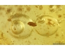 Cricket Orthoptera, Air bubbles with water and More. Fossil inclusions Ukrainian Rovno amber #15057R