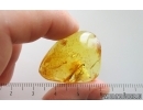 Cricket Orthoptera, Air bubbles with water and More. Fossil inclusions Ukrainian Rovno amber #15057R