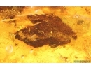 Leaves, Mites Acari and Springtail Collembola. Fossil inclusions Baltic amber #15058