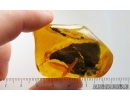  Big 33mm Leaf. Fossil inclusion in Baltic amber stone #15060