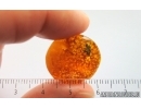 Nice Plant with Fungi. Fossil inclusion in Baltic amber stone #15061
