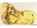Big 20mm Plants. Fossil inclusions in Baltic amber stone #15062