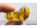 Big 20mm Plants. Fossil inclusions in Baltic amber stone #15062