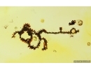 Very Nice Liverwort Bryophyta. Fossil inclusion in Baltic amber #15063
