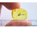 Very Nice Liverwort Bryophyta. Fossil inclusion in Baltic amber #15063