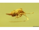 Nice Springtail Collembola. Fossil inclusion Baltic amber #15064
