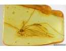 Harvestman Opiliones. Fossil inclusion in Baltic amber #15065