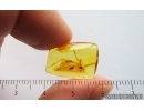 Harvestman Opiliones. Fossil inclusion in Baltic amber #15065
