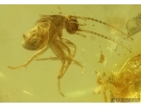 Cockroach Blattaria. Fossil insect in Baltic amber #15066