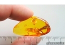 Coccids Coccoidea and Fungus Gnat. Fossil inclusions Baltic amber #15067