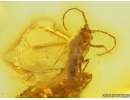 Nice Winged Coccid Coccoidea. Fossil insect in Baltic amber #15068