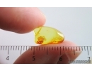 Nice Winged Coccid Coccoidea. Fossil insect in Baltic amber #15068