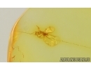 Coccids Coccoidea Midge in spider Web and More. Fossil inclusions Baltic amber #15069