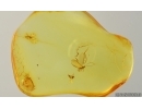 Coccids Coccoidea Midge in spider Web and More. Fossil inclusions Baltic amber #15069