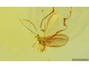 Coccids Coccoidea Midge in spider Web and More. Fossil inclusions Baltic amber #15069