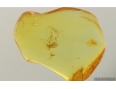 Coccids Coccoidea Midge in spider Web and More. Fossil inclusions Baltic amber #15069