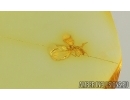 Coccids Coccoidea Midge in spider Web and More. Fossil inclusions Baltic amber #15069