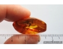 Psocid Psocoptera and Beetle Coleoptera. Fossil insects Baltic amber #15070
