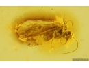 Psocid Psocoptera. Fossil insect in Baltic amber #15071