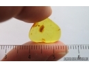 Psocid Psocoptera. Fossil insect in Baltic amber #15071