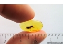 Flat Wasp Bethylidae. Fossil inclusion Baltic amber #15072
