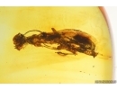 Rare Wasp Dryinidae. Fossil insect in Baltic amber #15073