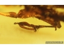 Rare Wasp Dryinidae. Fossil insect in Baltic amber #15073