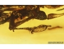 Rare Wasp Dryinidae. Fossil insect in Baltic amber #15073