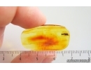 Rare Wasp Dryinidae. Fossil insect in Baltic amber #15073