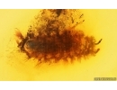 Millipede Polyxenidae. Fossil inclusion Baltic amber #15074
