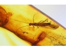 Very nice Stalactite with Stonefly Plecoptera and Gnats. Fossil inclusions Baltic amber #15075