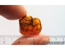 Big 11mm Termite Isoptera. Fossil inclusion in Baltic amber #15076