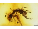 Very Rare Lacewing larva Neuroptera. Fossil insect Baltic amber #15077